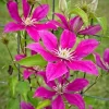 Clematita Acropolis Boulevard