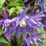 Clematita Blue Surprise