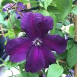Clematita Ayako Victorian