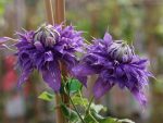 Clematita Diamantina Regal