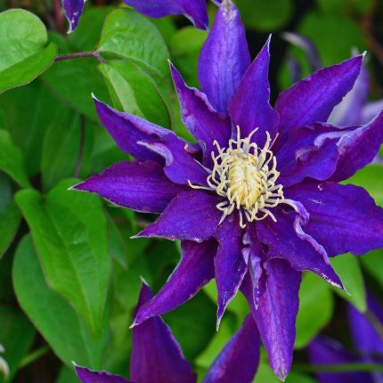 Clematita Haku Ookan