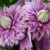 Clematita Josephine Regal
