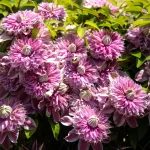 Clematita Josephine Regal