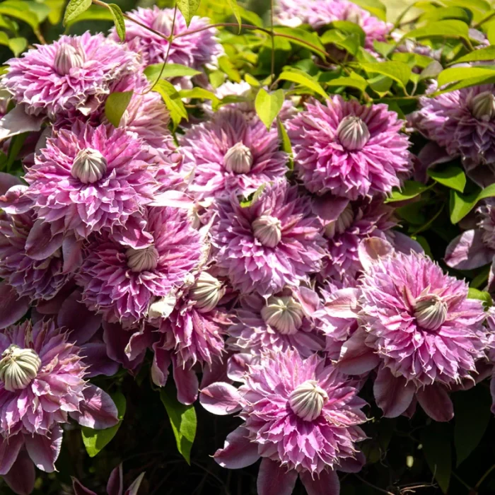 Clematita Josephine Regal