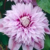 Clematita Josephine Regal