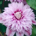 Clematita Josephine Regal