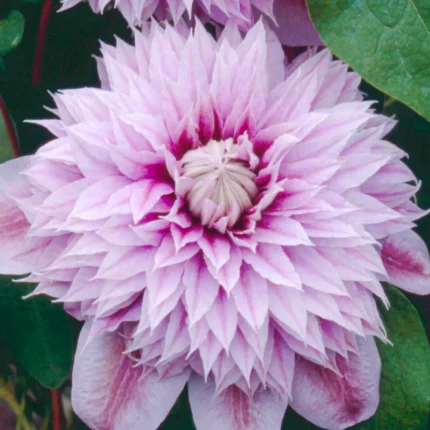 Clematita Josephine Regal