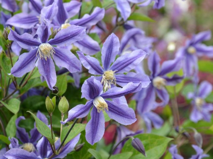 Clematite Mystic River-2L - imagine 2