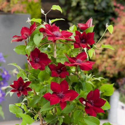 Clematita Nubia Boulevard