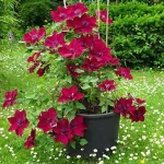Clematita Nubia Boulevard
