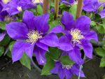 Clematita Olympia Boulevard