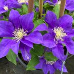 Clematita Olympia Boulevard