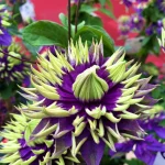 Clematita Taiga