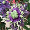 Clematita Taiga