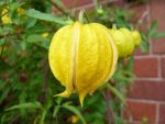 Clematita Bill MacKenzie GT