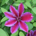 Clematita Akaishi