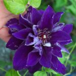 Clematita Shin-shigyoku