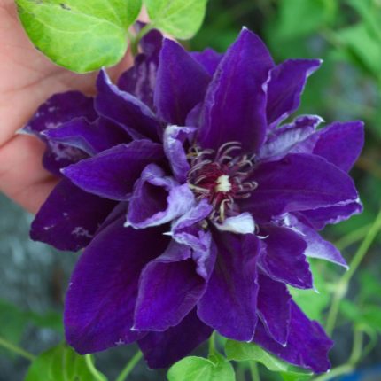 Clematita Shin-shigyoku