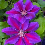 Clematita Wildfire-2L