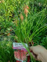 Kniphofia Poco Red-2L - imagine 3