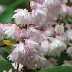 Deutzia Pride of Rochester-parfumata