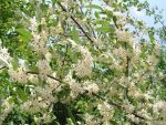 Elaeagnus umbellata POINTILLA® AMOROSO®(maslin de toamna)-2L - imagine 3