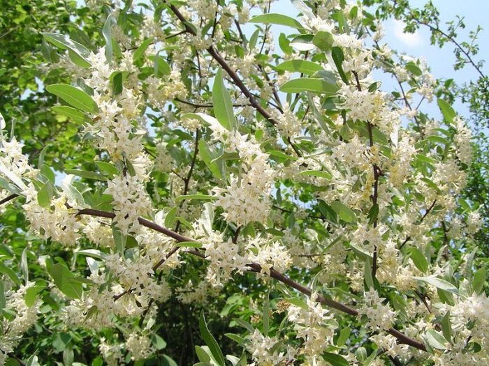 Elaeagnus umbellata POINTILLA® AMOROSO®(maslin de toamna)-2L - imagine 3