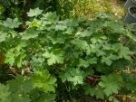 Geranium 'Bevan's Variety'-3L - imagine 3