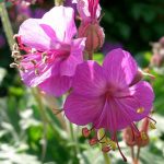 Geranium 'Bevan's Variety'