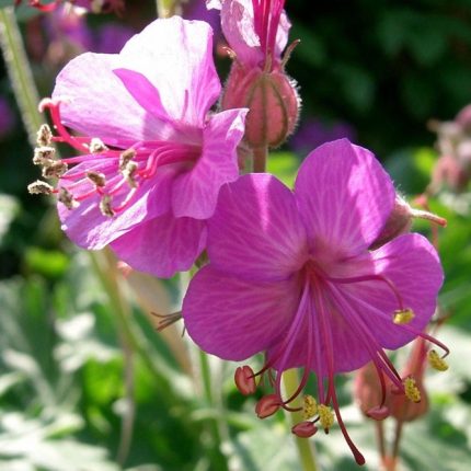 Geranium 'Bevan's Variety'