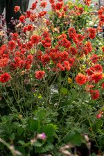 Geum Grande Rosso-2L - imagine 2