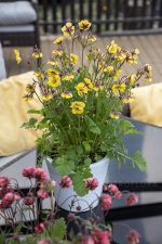 Geum Massimo Giallo
