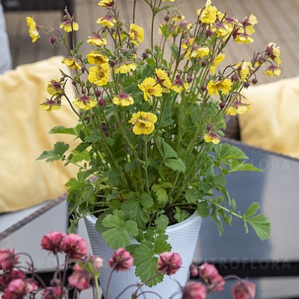 Geum Massimo Giallo