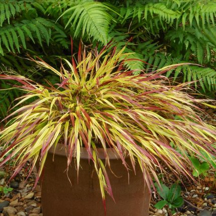 Hakonechloa MULLED WINE