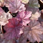 Heuchera 'Beaujolais'-2L-livrarea din aprilie