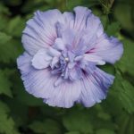 Hibiscus sy. BLUE CHIFFON Notwood