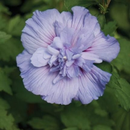 Hibiscus sy. BLUE CHIFFON Notwood