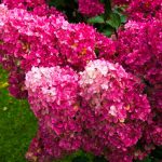 Hortensia paniculata FRAMBOISINE 'Rensam'