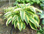 Hosta 'Lakeside Dragonfly'