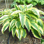 Hosta 'Lakeside Dragonfly'