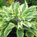 Hosta 'Lakeside Dragonfly'