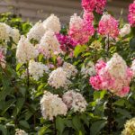 Hortensia paniculata FRAMBOISINE 'Rensam'-3L-livrarea din martie - imagine 2