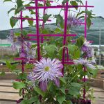 Clematita Crystal Fountain Regal-ghiveci de 11 cm Ø - imagine 2