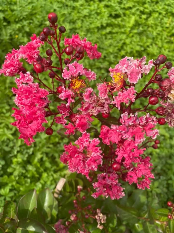 Lagerstroemia indica 'Berlingot Menthe'