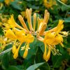 Caprifoi (Lonicera tellmanniana)