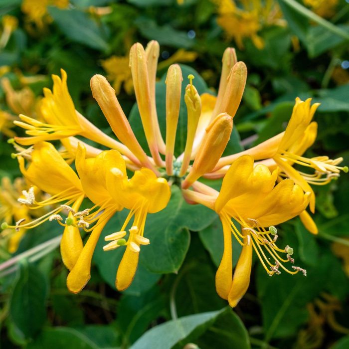 Caprifoi (Lonicera tellmanniana)