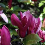 Magnolia liliiflora Nigra-2L
