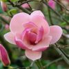 Magnolia soulangeana Rustica Rubra