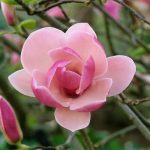 Magnolia soulangeana Rustica Rubra