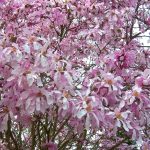 Magnolia stellata Rosea